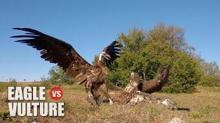 EAGLE vs VULTURE. Young White-tailed eagle vs Cinereous vulture.