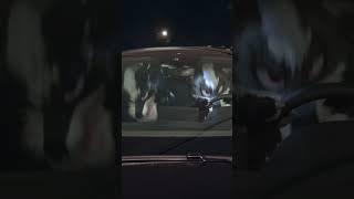 The Wolf Enjoys A Little Night Drive #furry #fursuit #fursuitfriday #fursuiteveryday #meme