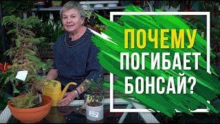 Почему погибает бонсай?