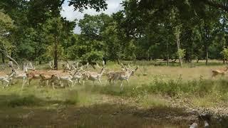 Deer Stampede