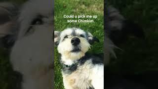 DOGGE #dog #cute #shorts #baby #chimkim #funny #funny video #ziggy