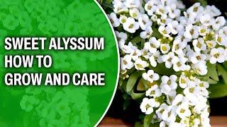 Sweet alyssum – How to grow and care for it