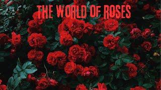 The world of roses #rose Atirgullar olami