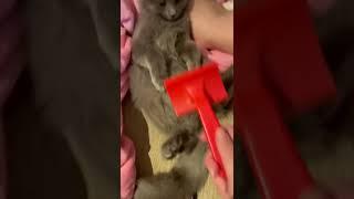 #cutecat #cat #catlover #kitten #catvideos