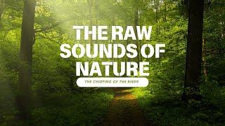 4k Forest Sounds | Nature Walk | The Healing Power Of Nature Sounds