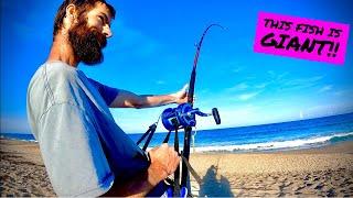 Land Based Shark Fishing At Its Finest! | SHARK FISHING Florida