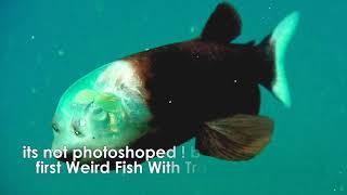 Top 10 Strange Sea Creatures