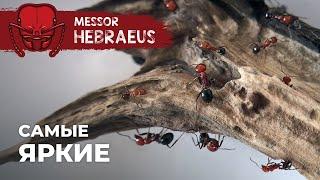 ЗАСЕЛЕНИЕ САМЫХ ЯРКИХ ЖНЕЦОВ В НОВЫЙ ФОРМИКАРИЙ | Messor hebraeus