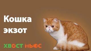 Экзот (экзотическая короткошерстная) кошка. Все о породе