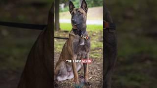 Top 3 Best Mixed Breeds for Belgian Malinois Lovers #shorts #doglover #belgianmalinois