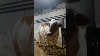 biggest cow in the world  || #mkd #cow #trending #bull #mandivlogs #hajj2k25