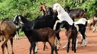 many Village goat meeting in natural  place