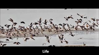 1000 Photos of  Cyprus birds - Cyprus bird watching