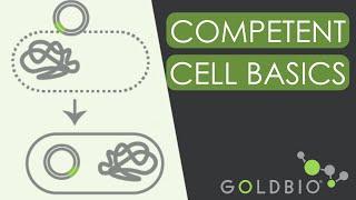 How Bacteria Absorb DNA: Inside Competent Cells