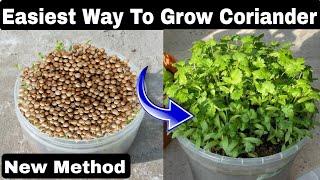 How to grow coriander without soil #shorts #coriander