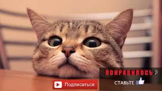 Посмотри на кошек и улыбнись. Видео про котов и кошек. Смешные кошки