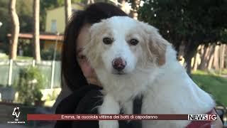 Emma, la cucciola vittima dei botti di capodanno