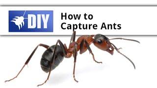 Capturing an Ant with a Marker Circle - Ant Pheromone Experiment