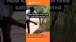 Rumput di tepi sungai Negara Kenya, bisa jadi garam ??