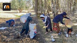 Let's Enjoying Harvesting potato and Fry it in the Nature! | Village Cooking