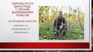 Обрезка куста винограда с плохим вызреванием побегов, двуплечий кордон@Krasokhina