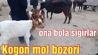 Kogon mol bozori ona bola sigirlar narxlari 12/12/2021