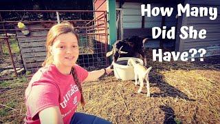 Babies Everywhere On The Farm | Spring Is In The Air!