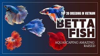 TOP 20 BEAUTIFUL BETTA FISH BREEDING IN VIETNAM RAISED BY AQUASCAPING AMAZING