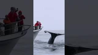Humpback whale people watching in Monterey, Ca