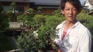 Taishoen Bonsai nursery, Japan