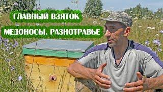 Что такое ГЛАВНЫЙ ВЗЯТОК В ПЧЕЛОВОДСТВЕ. Растения МЕДОНОСЫ.  МЁД РАЗНОТРАВЬЕ