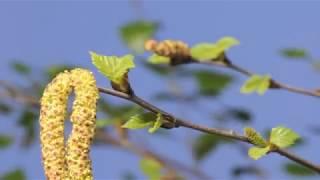 Birch buds opening in spring time lapse