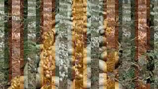 سكس سر العدد666