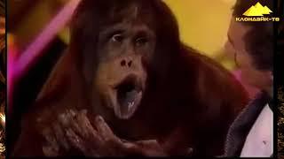 Орангутаны самые смешные Bobby Berosini s orangutan show