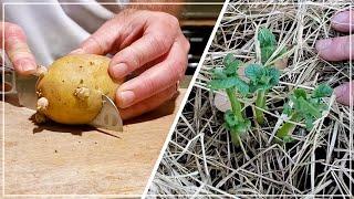 GROW POTATOES from STORE BOUGHT - Save Money, Grow Food