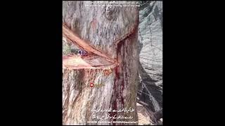 THE BLOOD COMING OUT OF THE TREE | FT. ZEESHIWRITES 