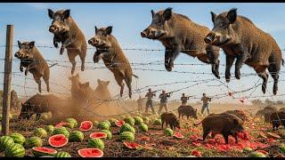 Danger! Farmer and His Hound Suddenly Get Counter Attacked by Wild Boar - Emergency Situation