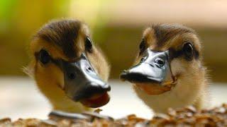 Baby brother & sister ducklings Playing together 