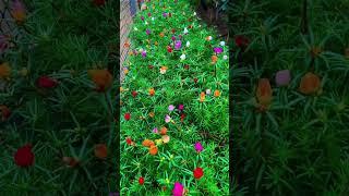 beautiful portulaca flower or chaesonghwa bud garden #garden #gardenflower