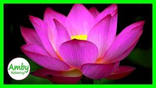 Stunning Color Of Lotus Flower: RELAXING MUSIC HD 1080P Screensaver