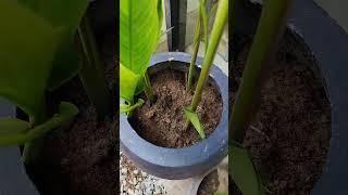 Egg shells round vitamins to plants#plants #flowerspot #plantpots #flowerpot #nature