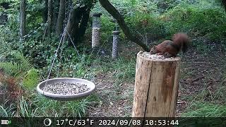 20240908 SCOIATTOLO - SQUIRREL