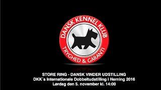 STORE RING / DANSK VINDER UDSTILLING - DKK´s Internationale Dobbeltudstilling 2016