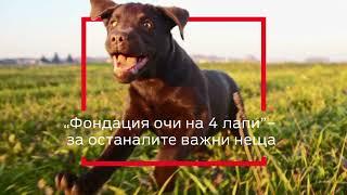 Purina® Bulgaria и Фондация "Очи на четири лапи"