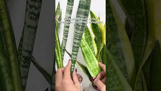 All Snake Plants are the same plants  #snakeplant #houseplants #indoorplants  #plants #plant