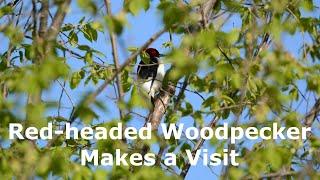 Red-headed Woodpecker Makes a Visit