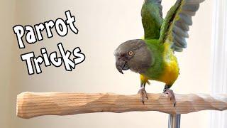 Kili Senegal Parrot Tricks and Training Practice