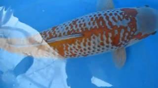 Ornafish Japan Co.,Ltd Igarashi Koifarm RS 09, sansai Kanoko Ochiba