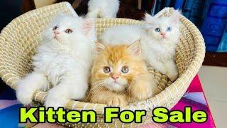 persian kitten for sale in pakistan | beautiful kitten video