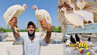 Mini Zoo Mein Buhat Hi Nayab Guinea Fowls Ka Pair a Gaya  | Pets Vlog | Ahma Daily Vlogs